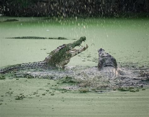 Saltwater Crocodile Habitat Map