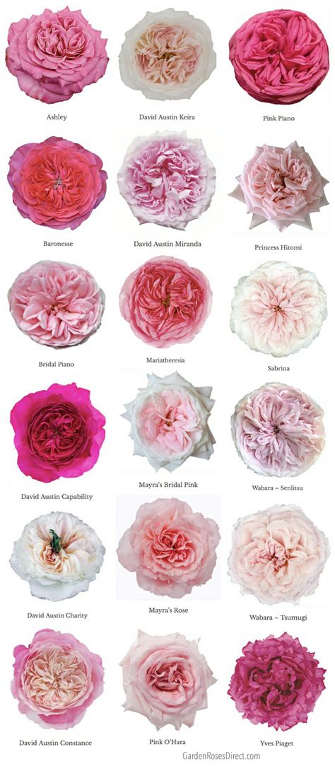 Varieties of Pink Garden Roses - Garden Roses Direct