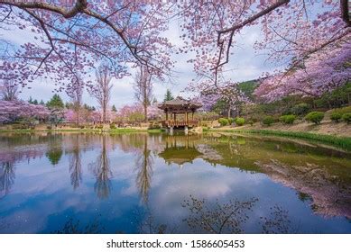 25 Gyeongju cherry blossom festival 2019 Images, Stock Photos & Vectors | Shutterstock