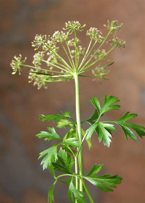 Parsley - Wikipedia