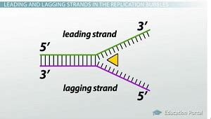 34 In The Replication Fork Below Label The Leading And Lagging - Labels ...