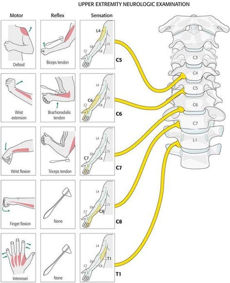 Dermatomes Upper Limb