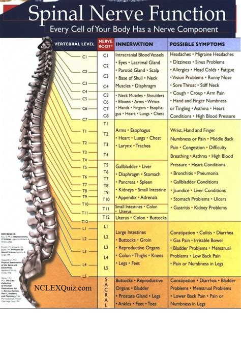 Spinal Nerve Function Chart - NCLEX Quiz