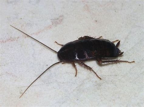 Treating Cockroach Bites - Pestcontrolkitchener.ca