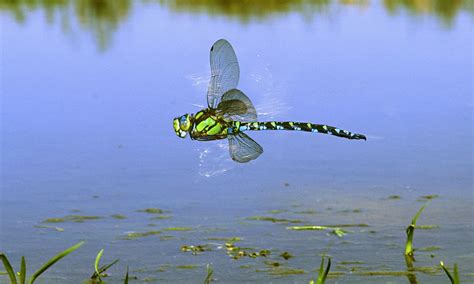 Country diary: Blackwater Carr, Norfolk: Dragonflies dart out into the light, trailing a first ...