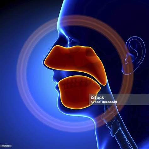 Sinuses Human Anatomy Stock Photo - Download Image Now - Nose, Anatomy, Human Nose - iStock