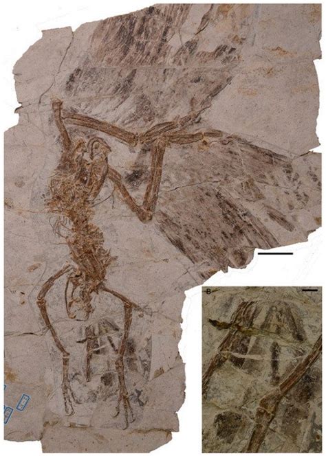 Ancient fossil was part dinosaur, part modern bird - UPI.com