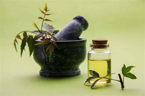 Does Neem Oil Work To Get Rid of Aphids? - A-Z Animals