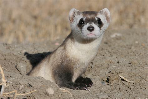 Black-footed Ferret Facts, Habitat, Diet, Life Cycle, Babies, Pictures