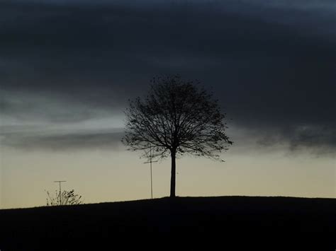 Tree,night,landscape,fog,free pictures - free image from needpix.com