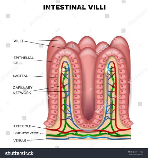 Intestinal Villi Anatomy, Small Intestine Lining. Stock Photo 387747436 ...