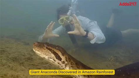 Giant Anaconda Discovered in Amazon Rainforest