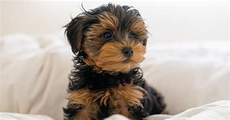 Yorkie Poo - Sweet Puppy O'Mine - Premier Pups