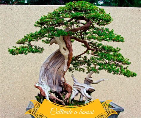 History of Bonsai Tree: from Ancient Times to Nowadays