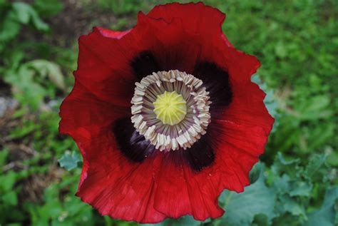 The Opium Poppy: A true garden Beauty.