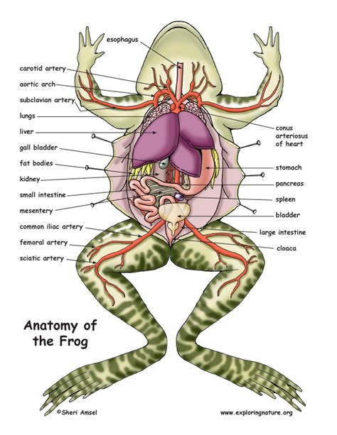 15+ Labeled Frog Dissection Diagram - TaylerKensley