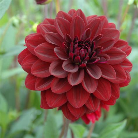 Pretty Purple Maroon Dahlia Bulbs For Sale | Arabian Night – Easy To Grow Bulbs