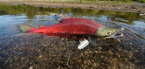 Sockeye Salmon - Wild Salmon Center