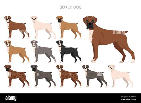 Boxer dog clipart. All coat colors set. Different position. All dog breeds characteristics ...