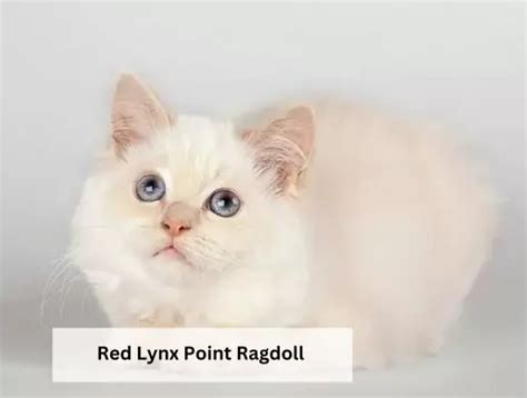 Mèo Ragdoll mắt xanh | hoa hậu thân thiện trong giới mèo