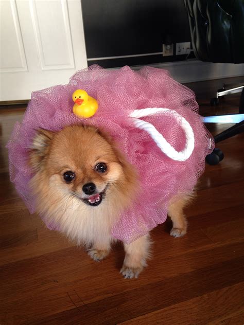 Top 10 Inventive Dog Halloween Costumes - Fuzzy Today