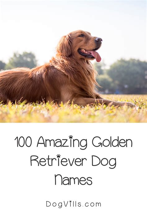 Golden retriever names 101 best cute names – Artofit