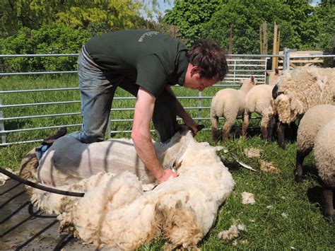 FarmFlock » Sheep Shearing in Stroud Gloucester