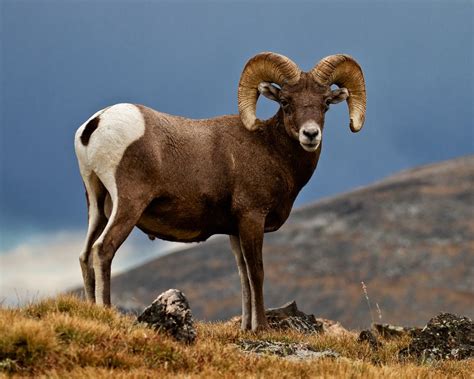 Bighorn Sheep | Creatures of the World Wikia | FANDOM powered by Wikia