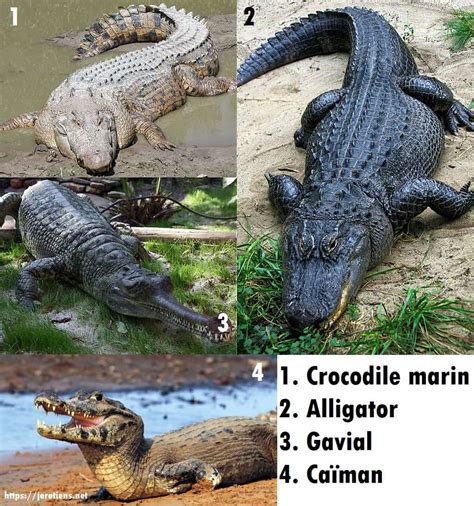 Caiman Alligator Crocodile Difference