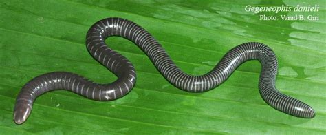 Amboli caecilian Amphibians The Amboli caecilian or Daniel's Caecilian, Gegeneophis danieli, is ...