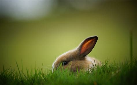 🔥 [120+] Rabbit Wallpapers For Desktop | WallpaperSafari