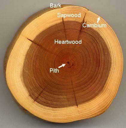 Cross Section of a Tree Trunk (Infographic) | Professional Tree Works