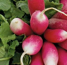 Yard and Garden: Radishes | News