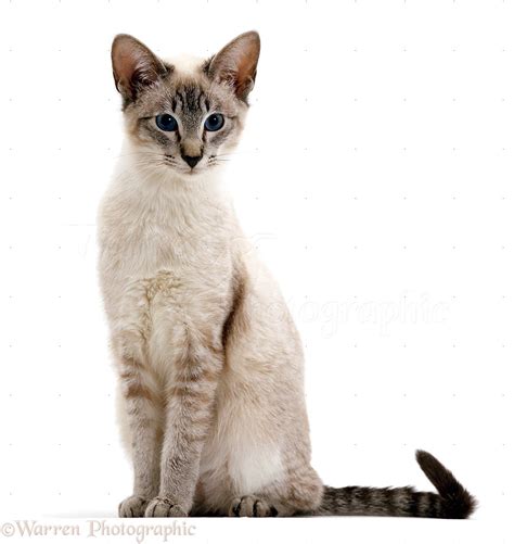 Blue tabby-point Siamese male cat photo WP16659