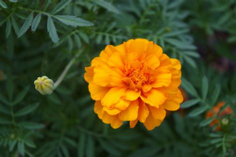 How Long Do Marigolds Take To Flower