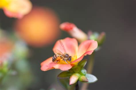 Bee Pollination | How Do Bees Pollinate & Why Is It Important?