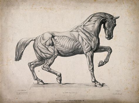 Horse Anatomy Drawing