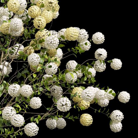 Viburnum Macrocephalum Bush Decorative001 - 3D Model for VRay, Corona