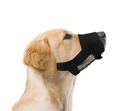 Is a Dog Muzzle Necessary? | Types, Training | UK Pets