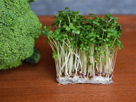 Most powerful veggie? How broccoli sprouts could help treat cancer ...