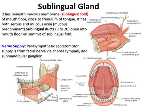 Sublingual Salivary Gland Duct