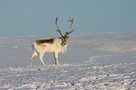 Reindeer | Habitat, Diet, Antlers, & Facts | Britannica