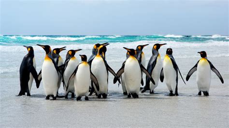 World Penguin Day | Climate change is dramatically altering their habitat - The Statesman