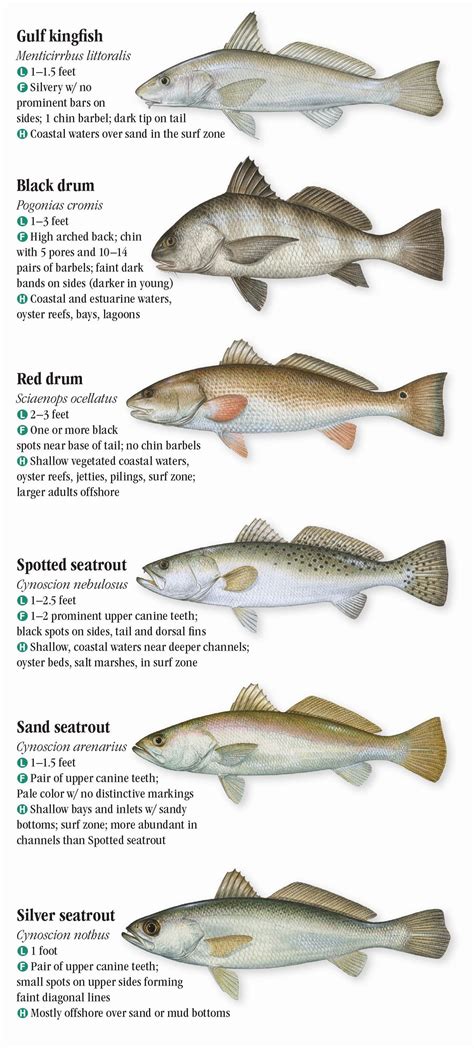 Saltwater Fishes of the Texas Gulf Coast – Quick Reference Publishing ...