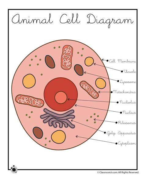 an animal cell diagram with labels on the top and bottom, labeled in ...