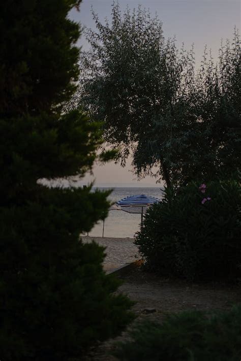 Umbrella on Beach behind Trees · Free Stock Photo