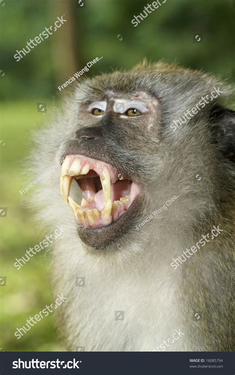 Adult Male Macaque Monkey Baring Sharp Teeth Stock Photo 16085794 : Shutterstock