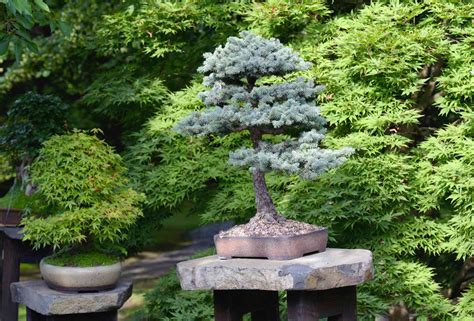 19 Types of Bonsai Tree Species to Grow