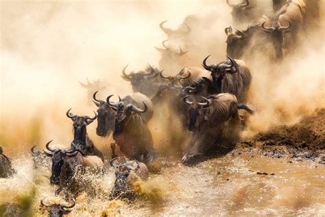 The Great wildebeest Migration ever-moving columns