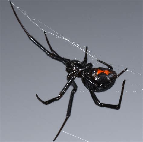 Black Widow Spiders Habitat